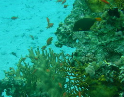 Оранжевоперый спинорог на рифе